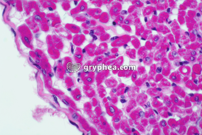 Fibres musculaires cardiaques CT x200 - gryphea.com